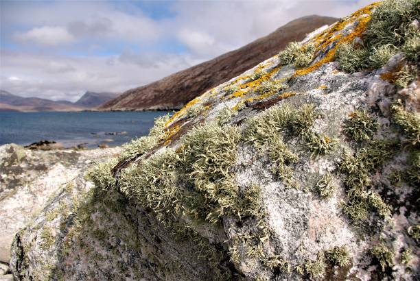 Coastal Calm Wax melts