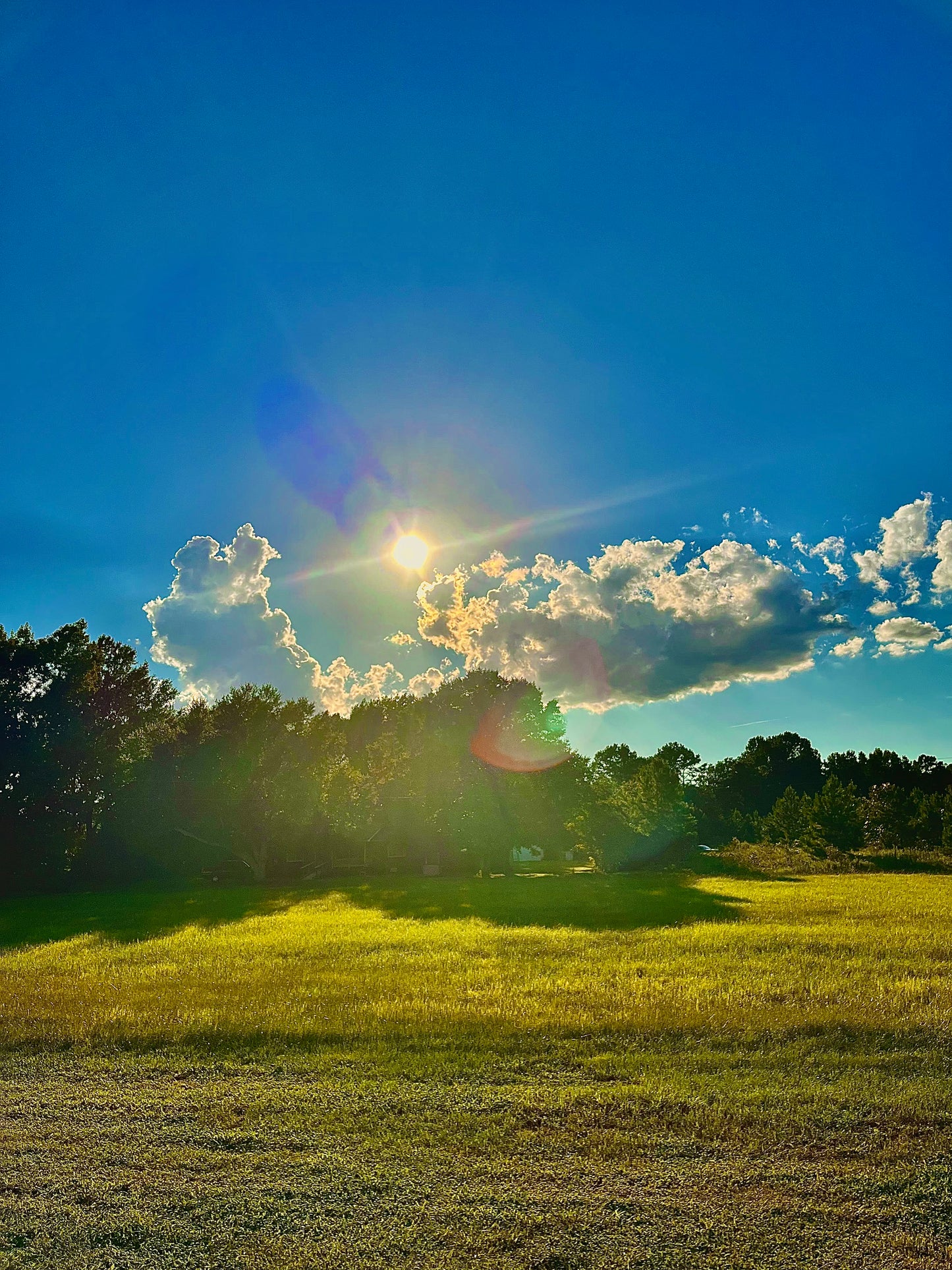 12oz Golden Glow Citrine Candle (Petals in the Air)