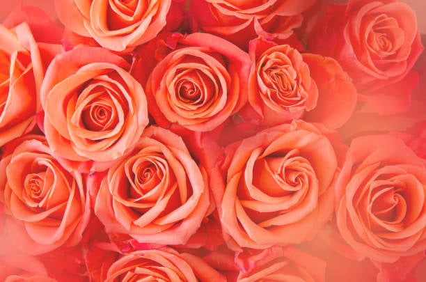 Rosa Bohemia Wax melts