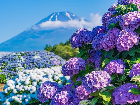 12oz Golden Glow Citrine Candle (Petals in the Air)